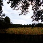 chiojdeni 009
