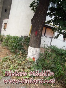 copac marcat focsani